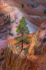 Early morning view of hoodoo formations Bryce Canyon National Park, Utah Art Print